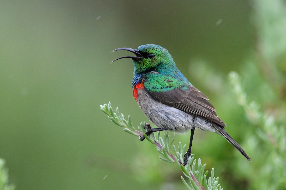 Southern Double-collared Sunbird - ML609397273