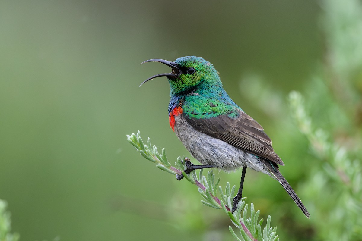 Southern Double-collared Sunbird - ML609397274