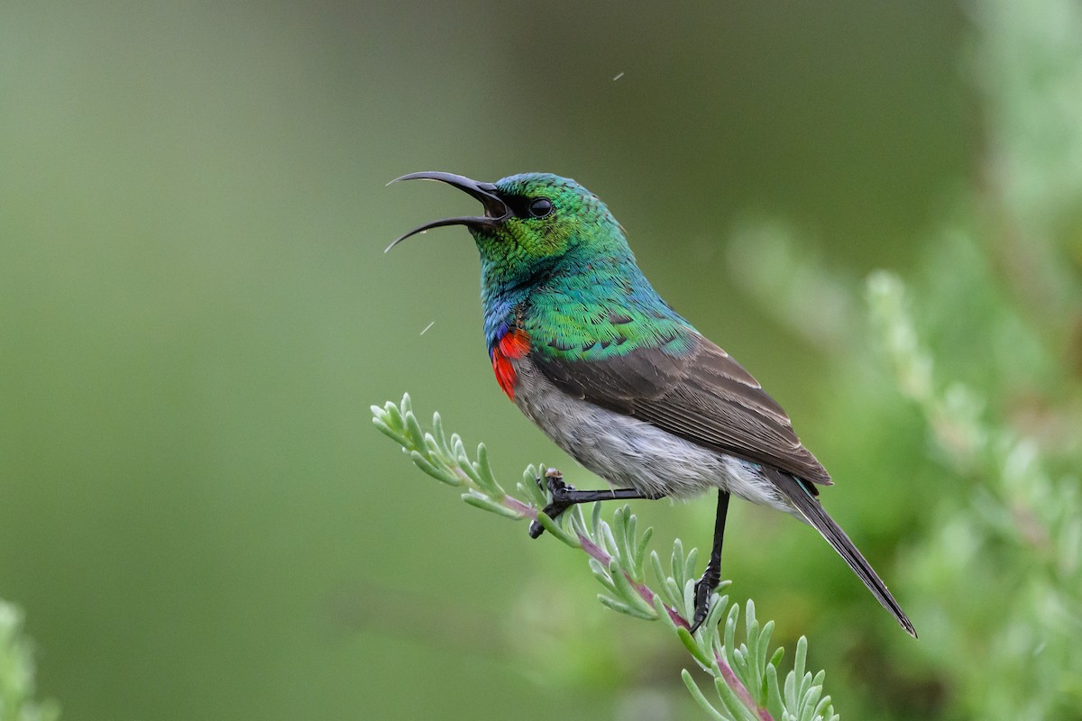 Southern Double-collared Sunbird - ML609397275