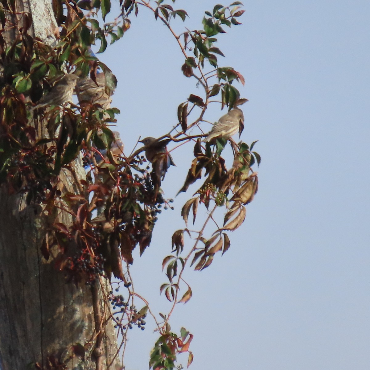 House Finch - ML609397302