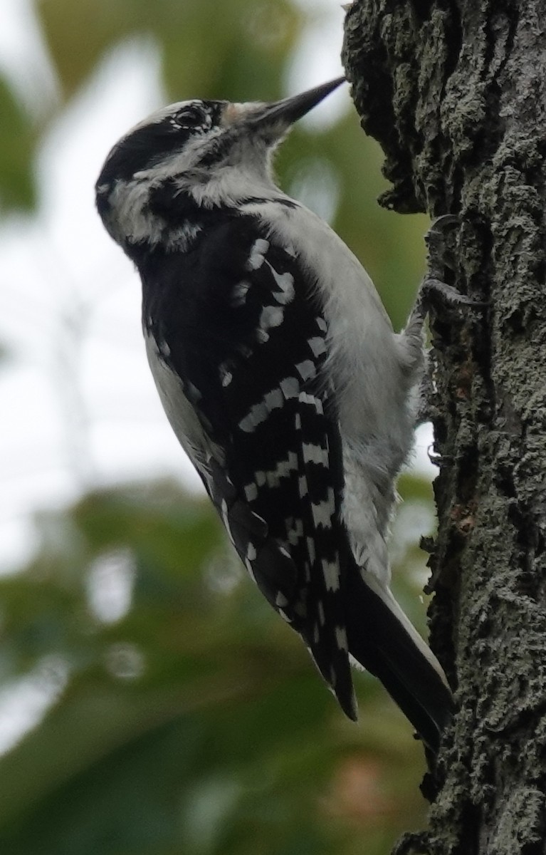 Hairy Woodpecker - ML609397347