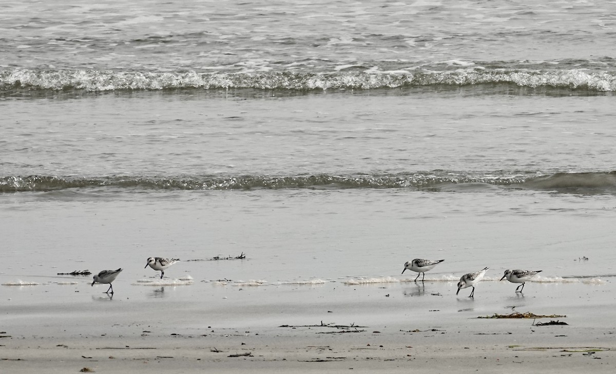 Bécasseau sanderling - ML609397372