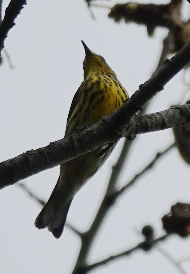 Cape May Warbler - ML609397373