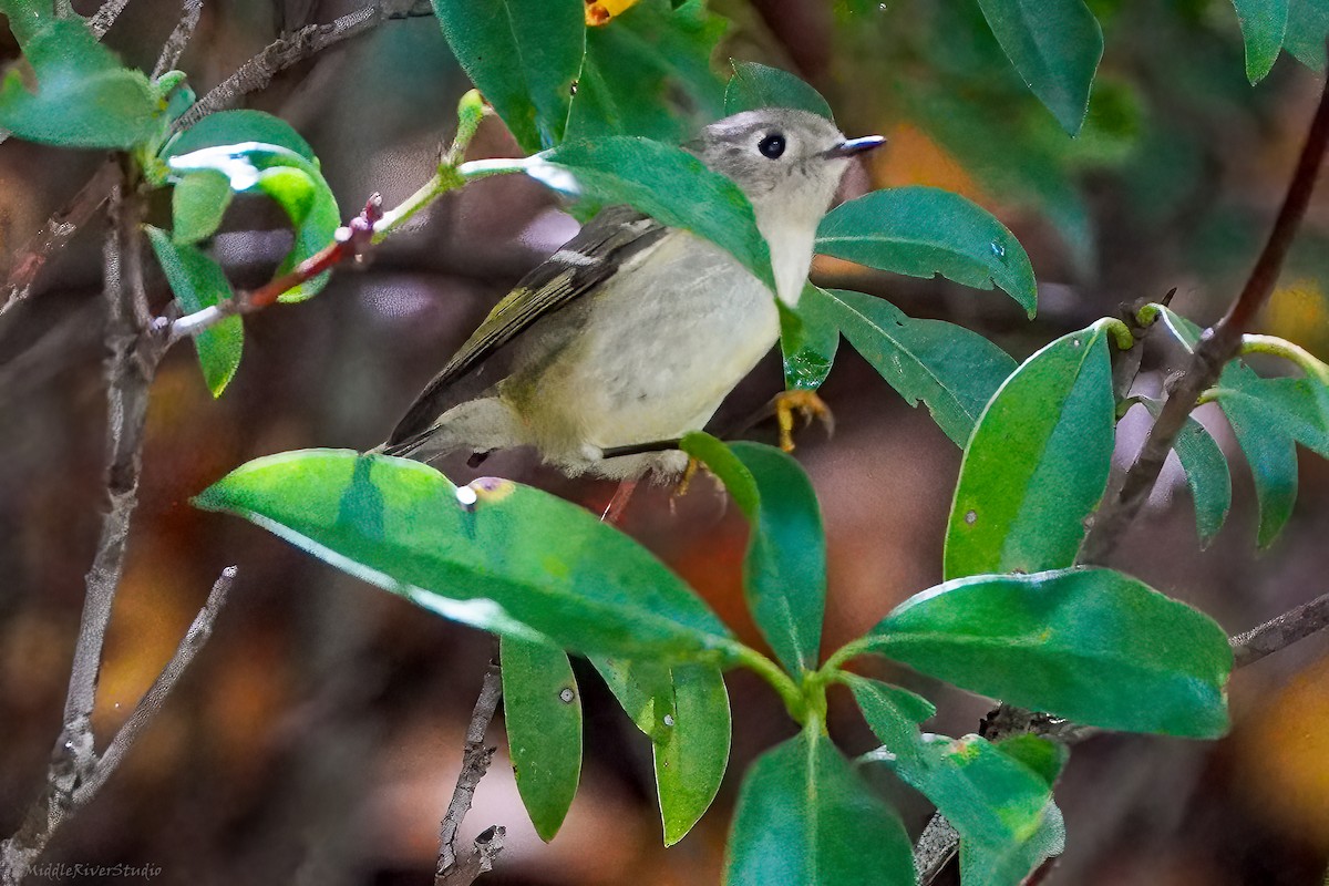 Ruby-crowned Kinglet - ML609397469