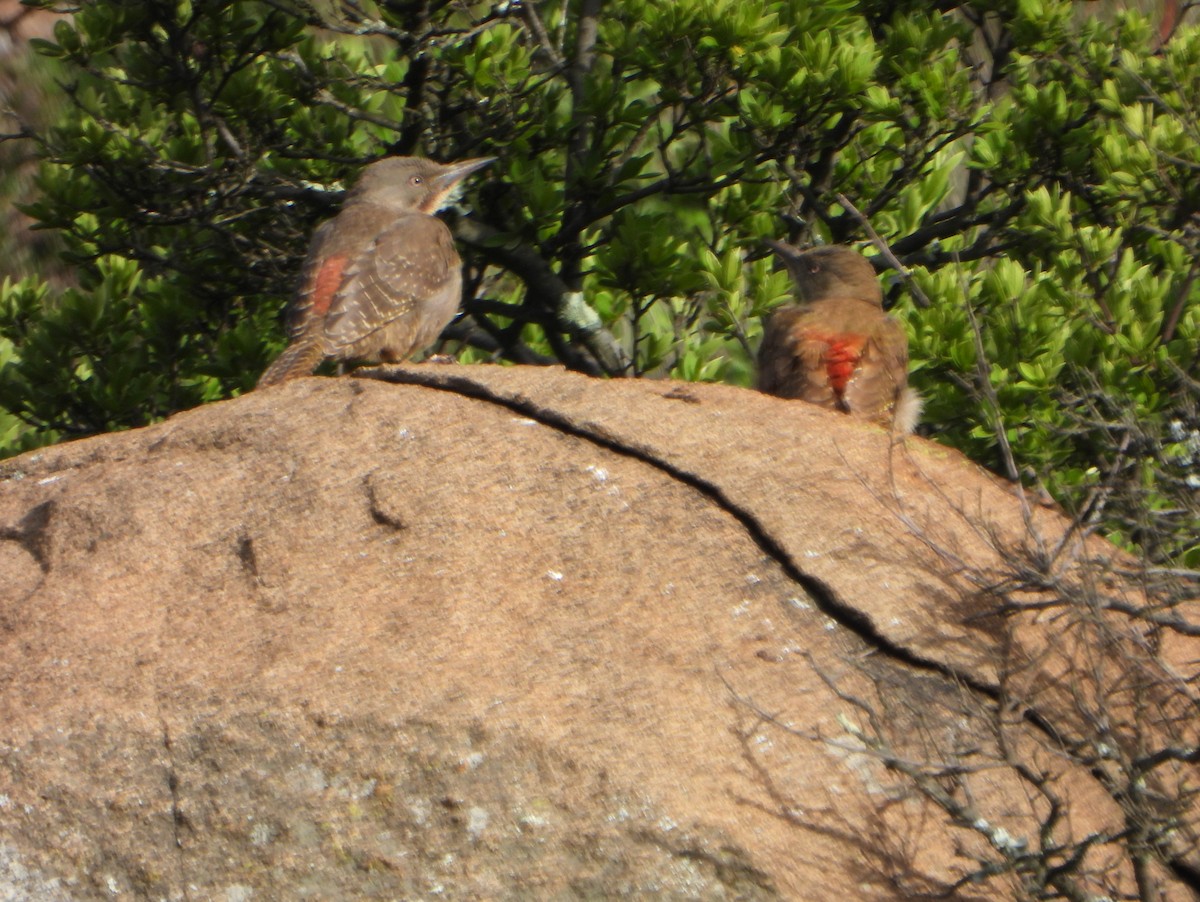 Ground Woodpecker - ML609397480