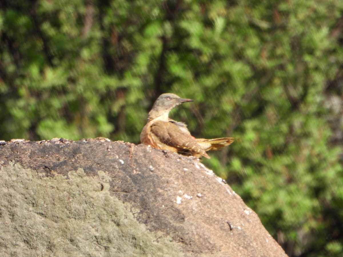 Ground Woodpecker - ML609397481