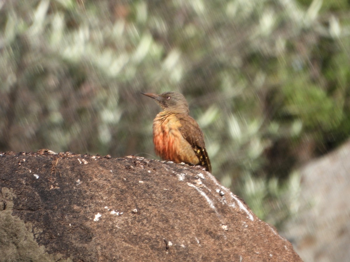 Ground Woodpecker - ML609397482