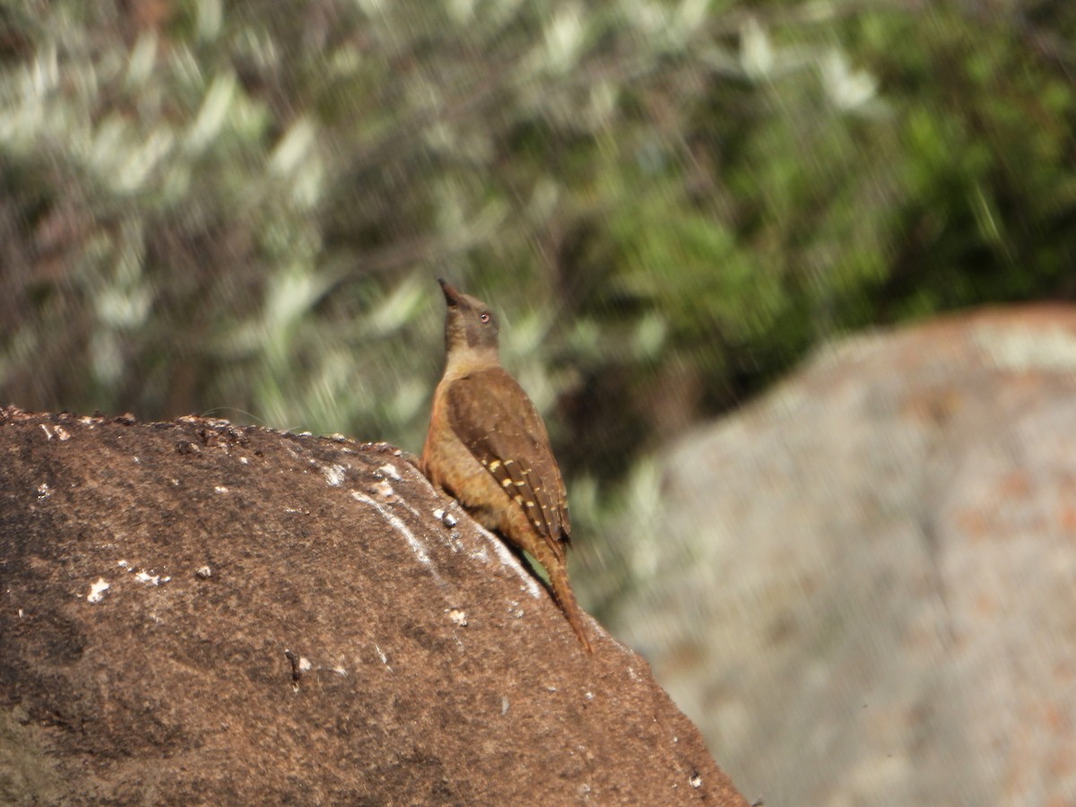 Ground Woodpecker - ML609397483
