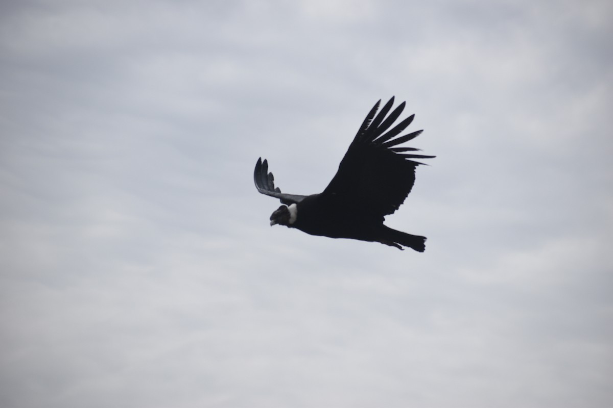 Andean Condor - ML609397484