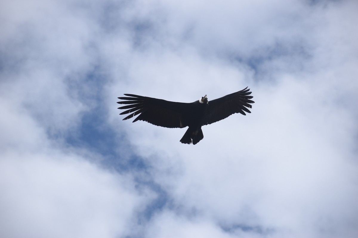 Andean Condor - ML609397486