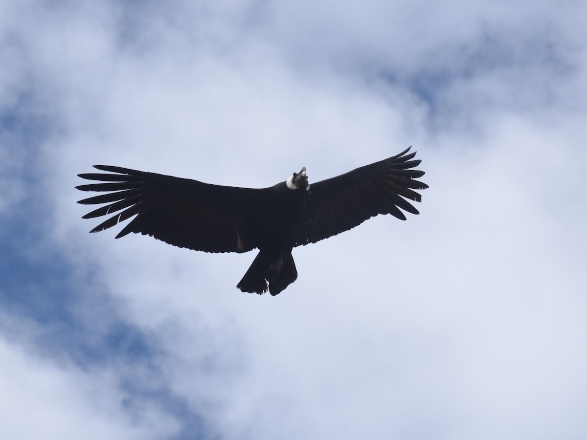 Andean Condor - ML609397487