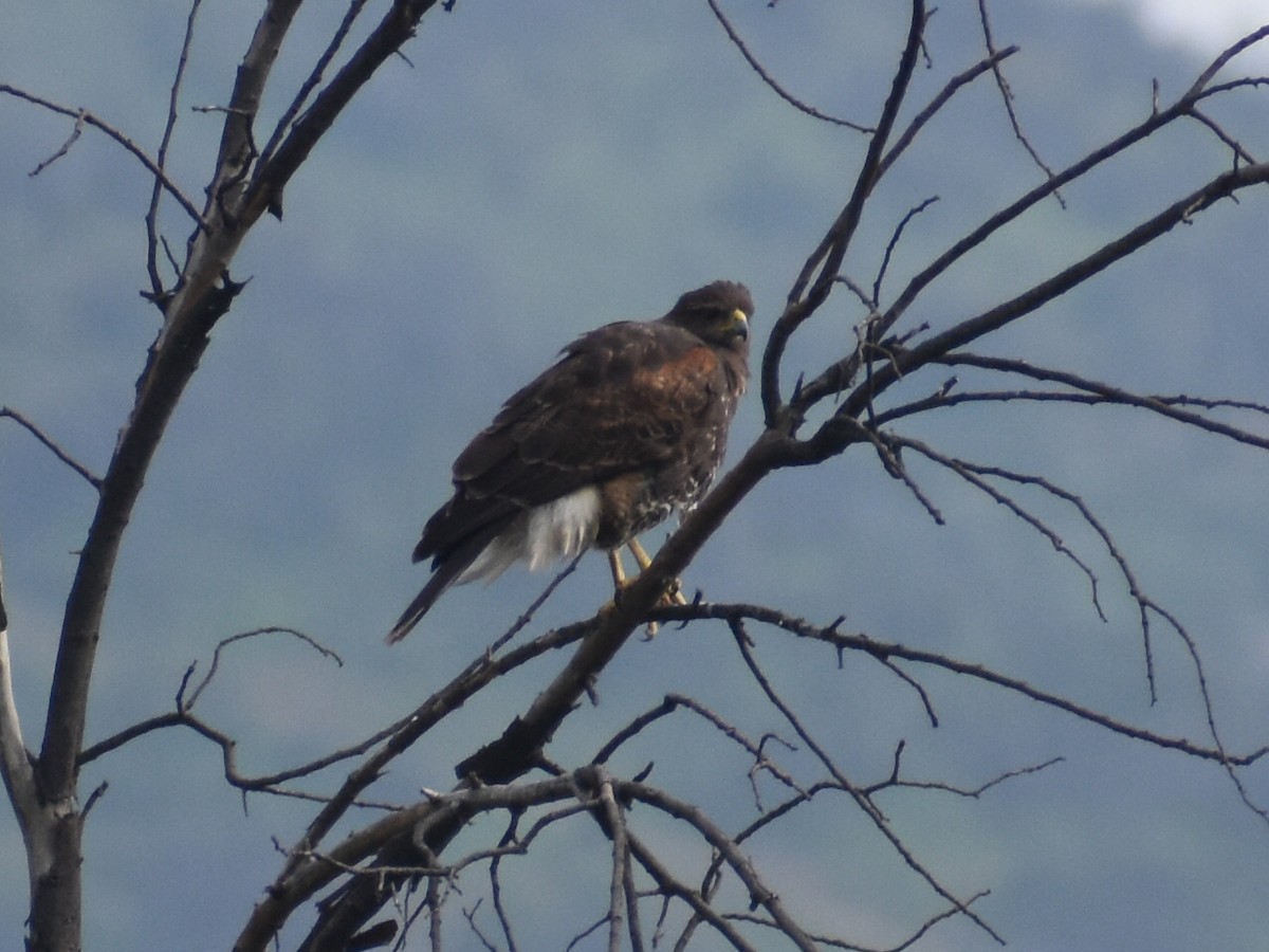Harris's Hawk - ML609397492
