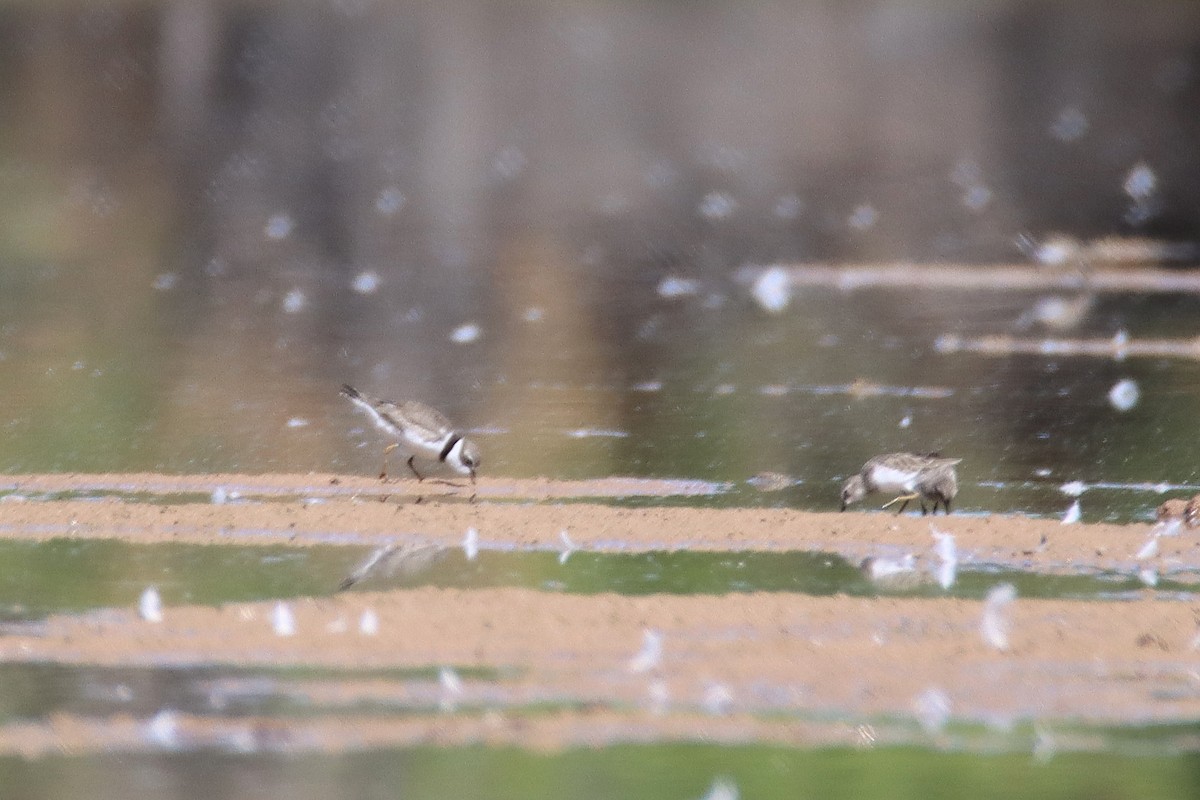 Semipalmated Plover - ML609397502