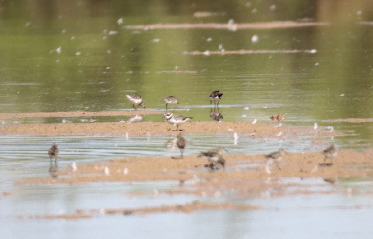 Semipalmated Plover - ML609397510
