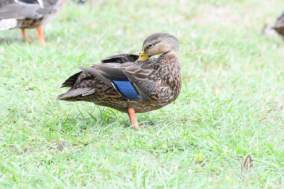 Mottled Duck - Sherri Brown