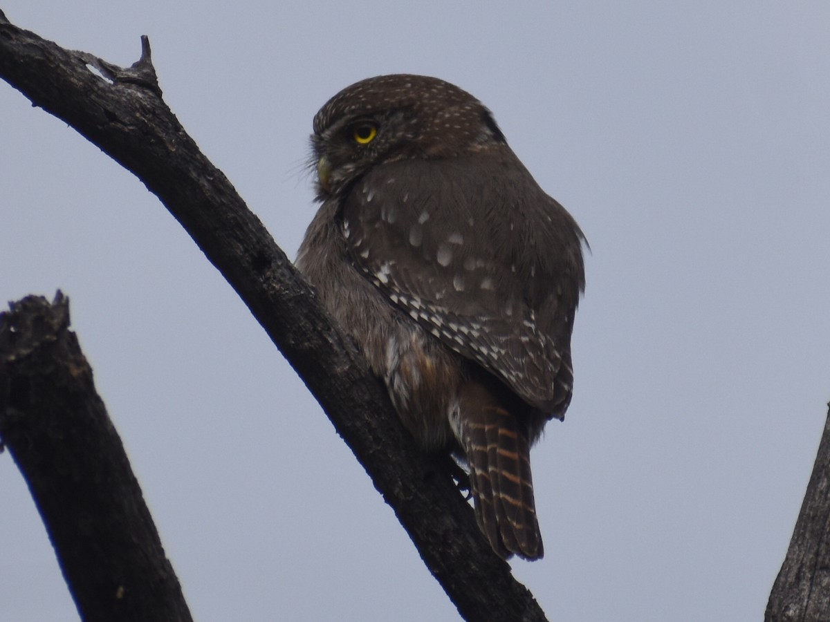 Austral Pygmy-Owl - ML609397512