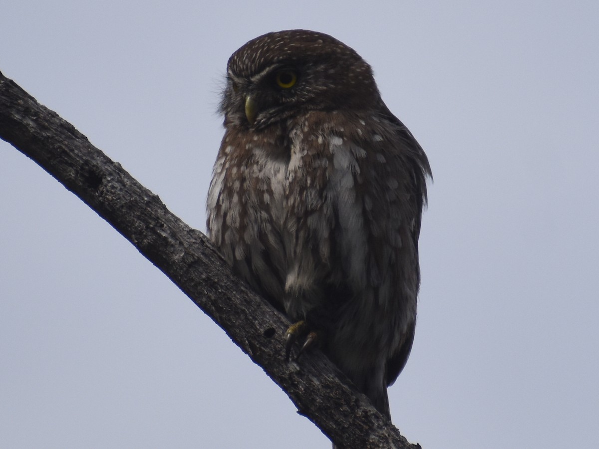 Austral Pygmy-Owl - ML609397513