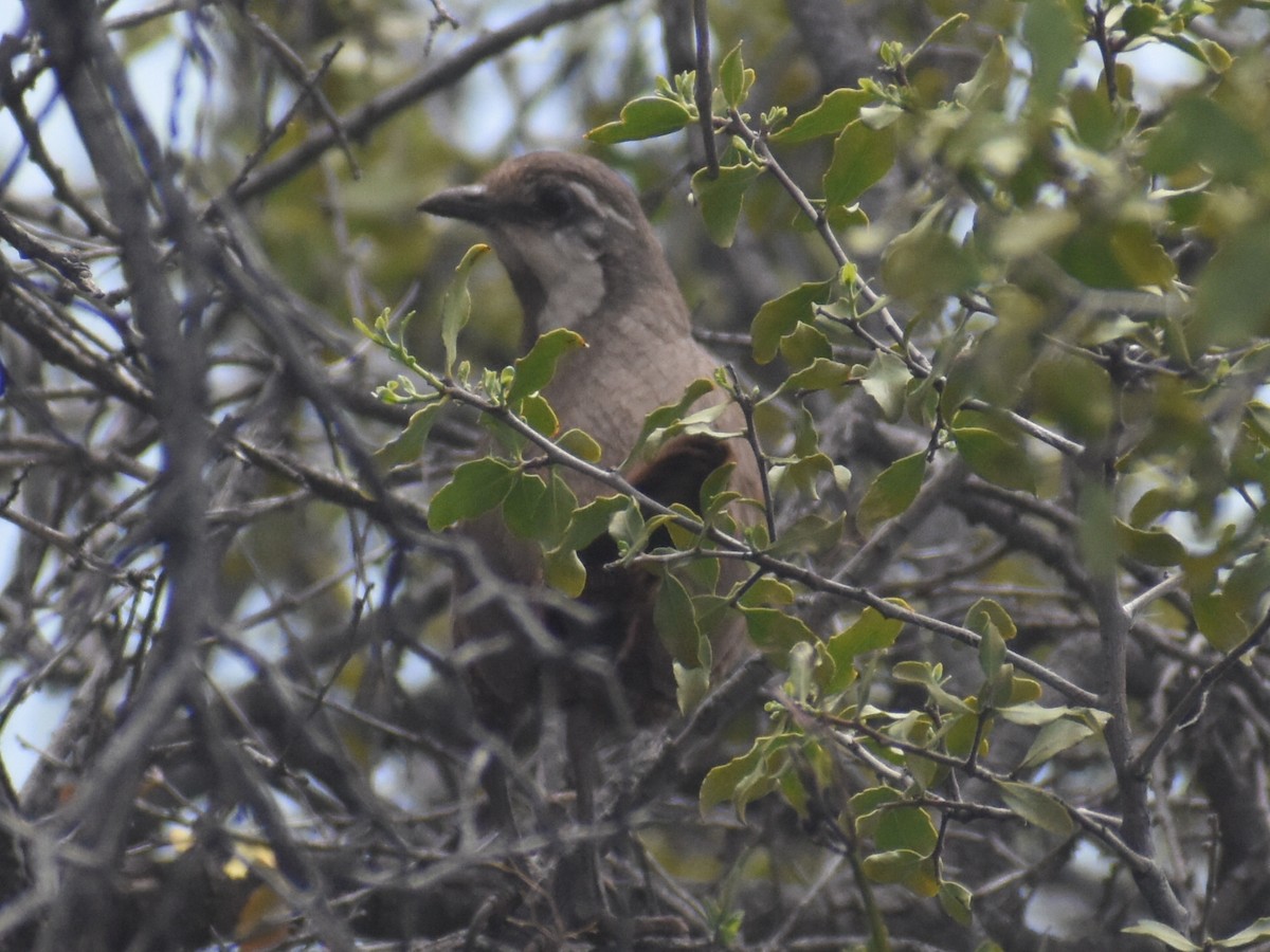 Moustached Turca - ML609397516