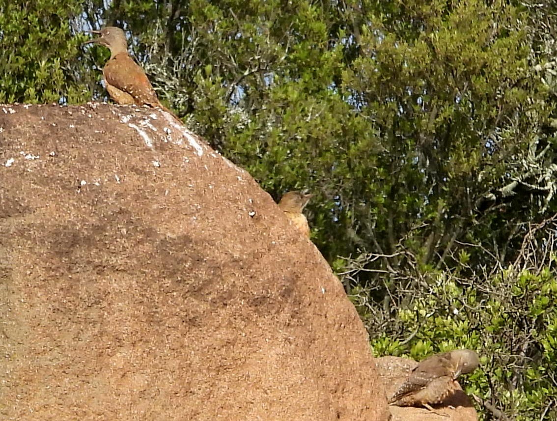Ground Woodpecker - ML609397517
