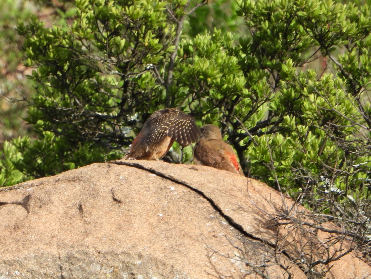 Ground Woodpecker - ML609397518