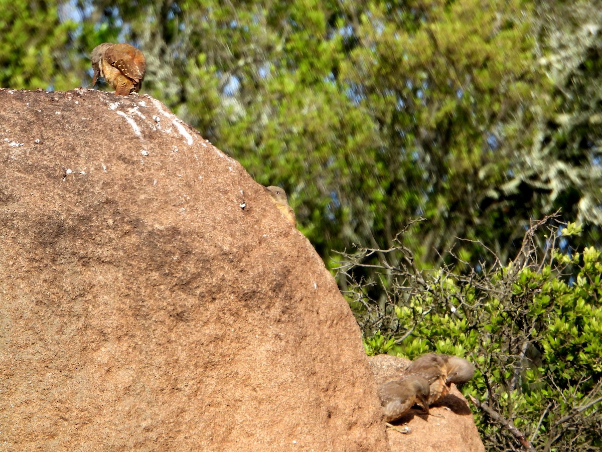Ground Woodpecker - ML609397519
