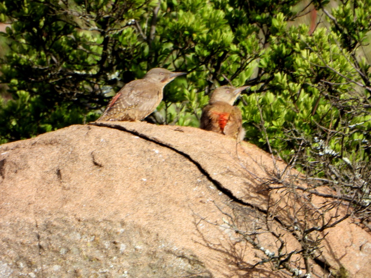 Ground Woodpecker - ML609397520