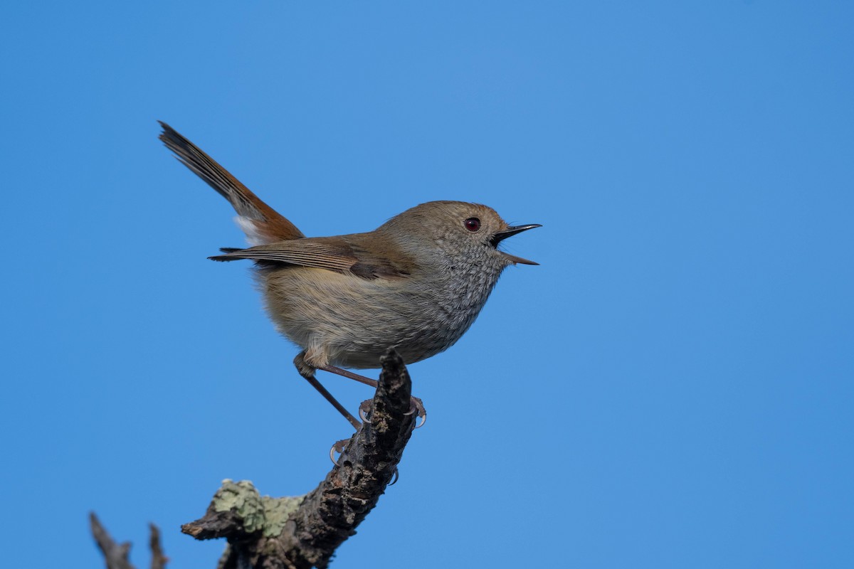 Brown Thornbill - Terence Alexander