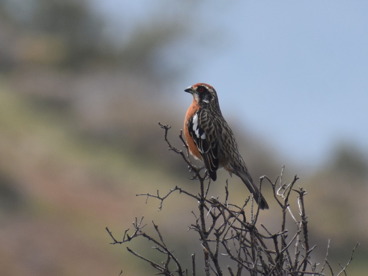 Rufous-tailed Plantcutter - ML609397527