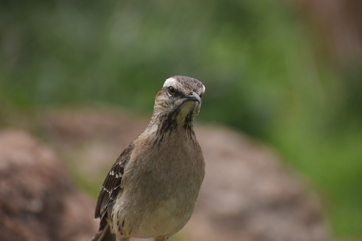 Chilean Mockingbird - ML609397535
