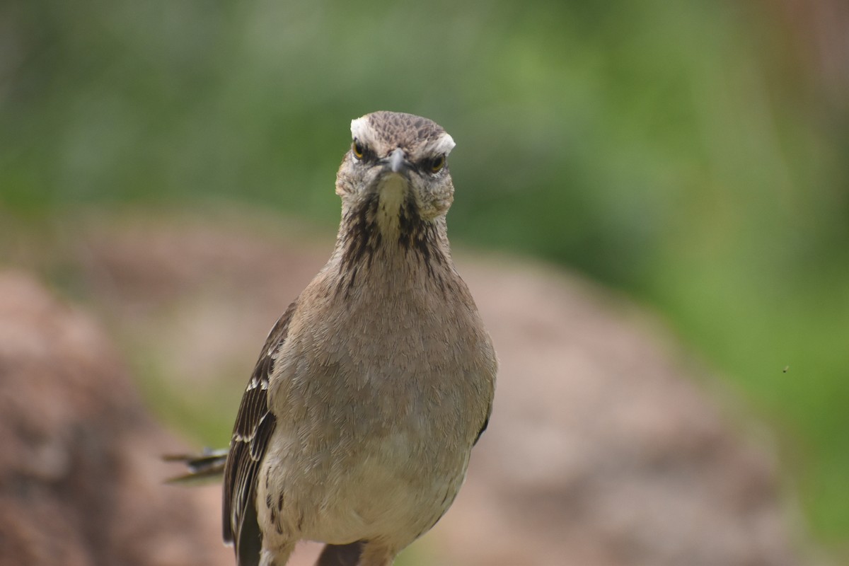 Chilean Mockingbird - ML609397536