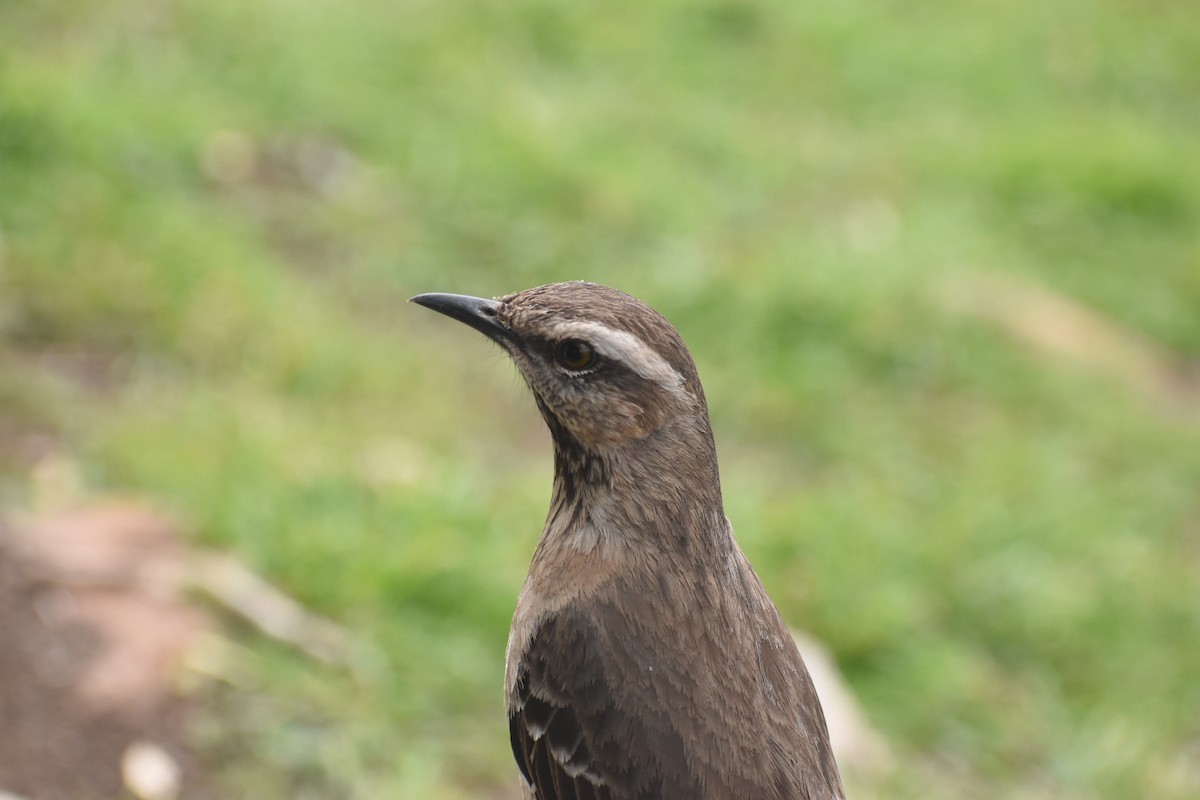 Chilean Mockingbird - ML609397537