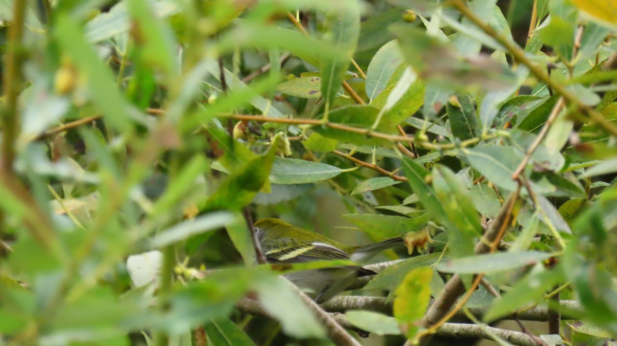 Chestnut-sided Warbler - Lisa Larson