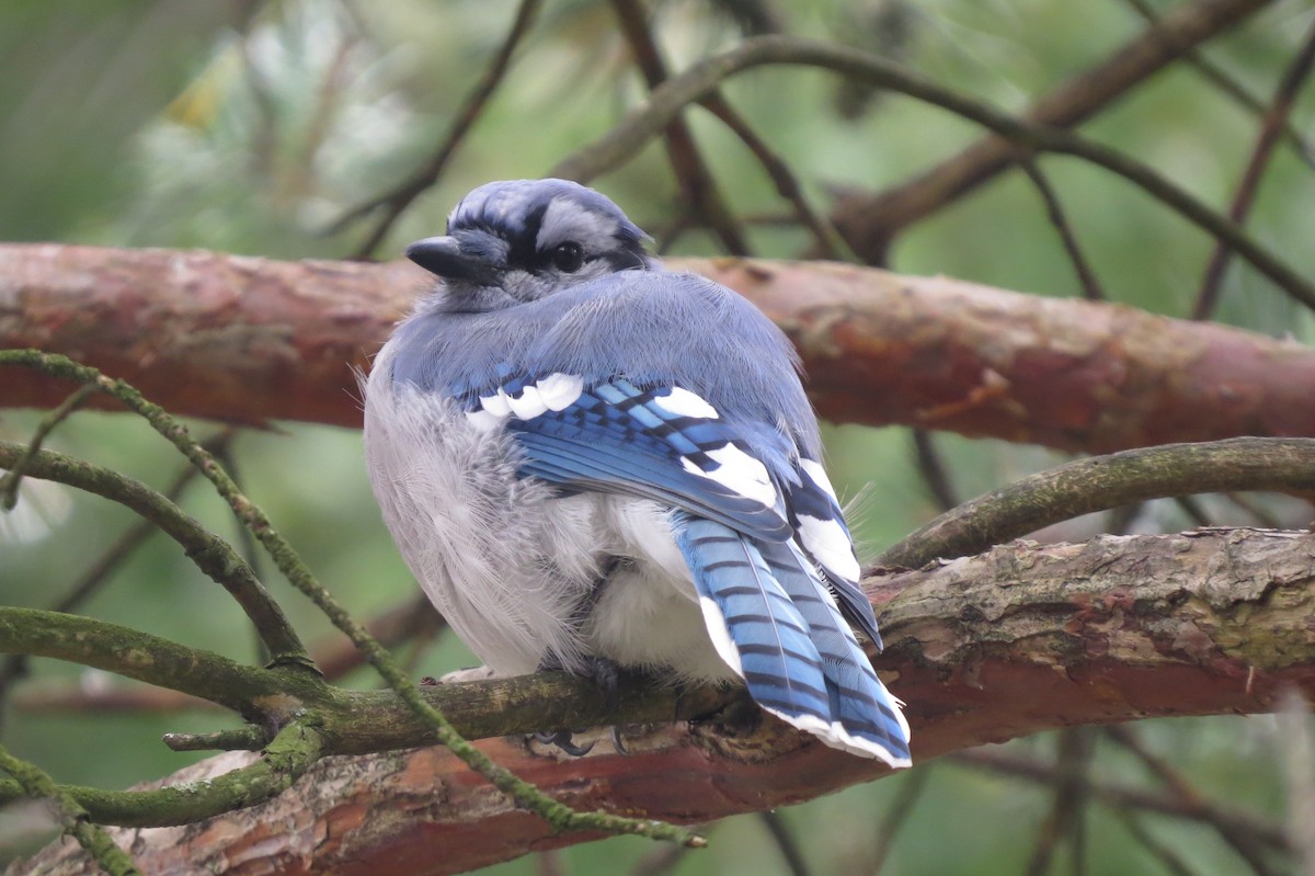 Blue Jay - Gordon Rydquist