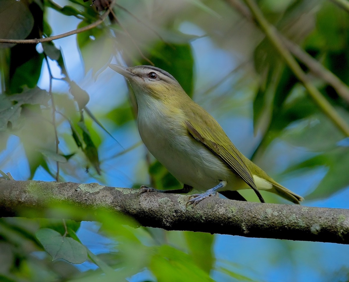 rødøyevireo - ML609397579