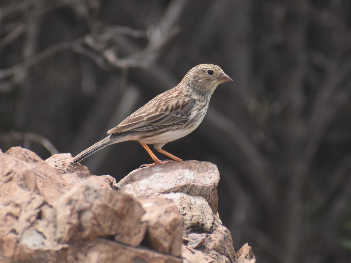 Band-tailed Sierra Finch - ML609397591