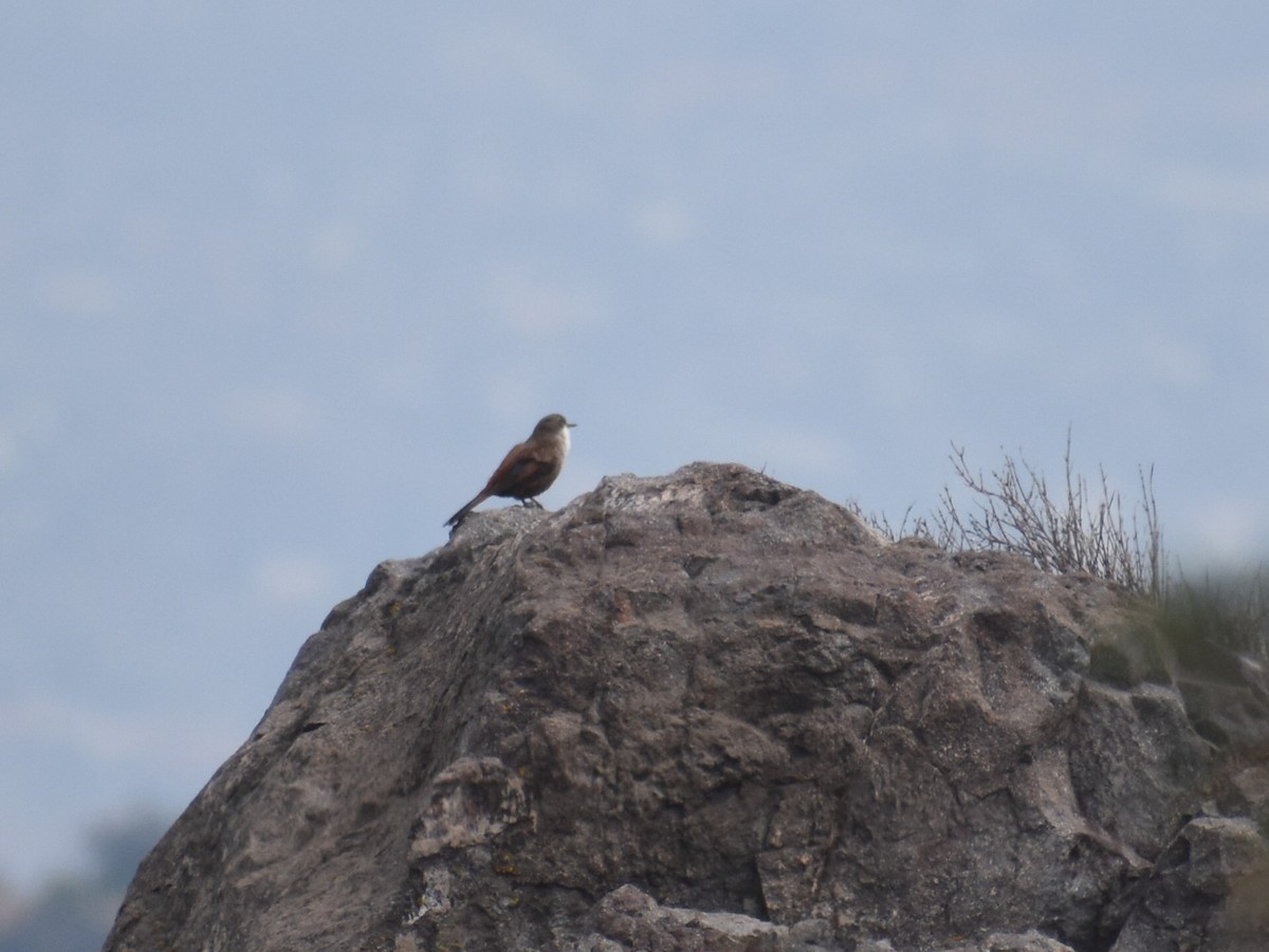 Crag Chilia - ML609397613