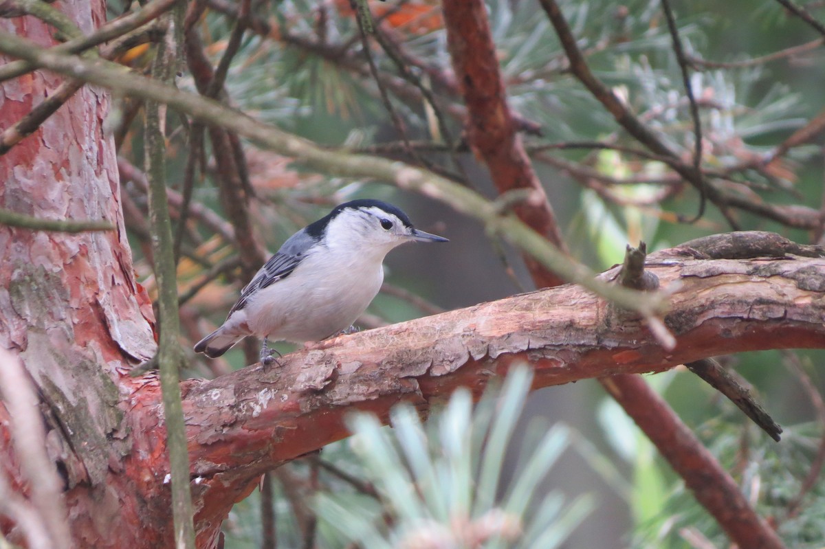 White-breasted Nuthatch - Gordon Rydquist