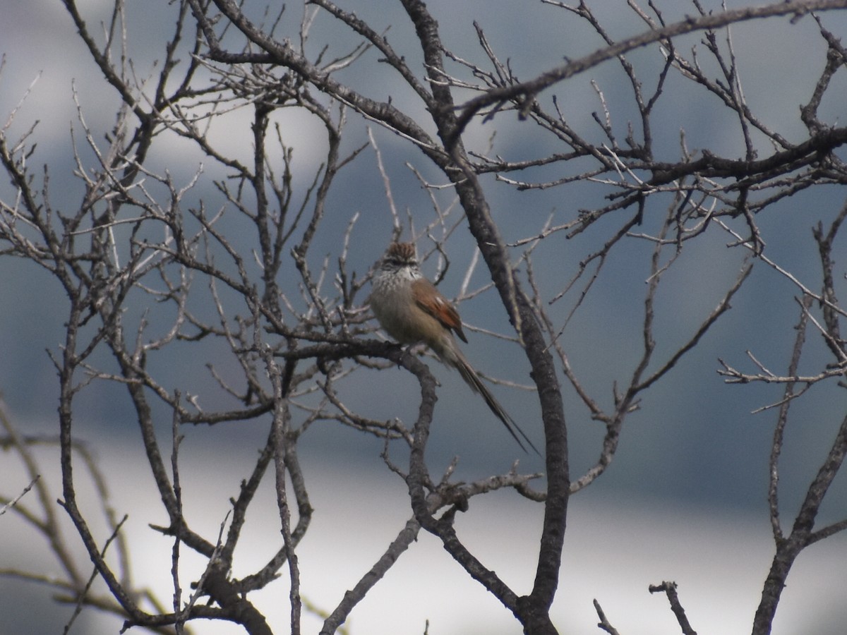 Plain-mantled Tit-Spinetail - ML609397618
