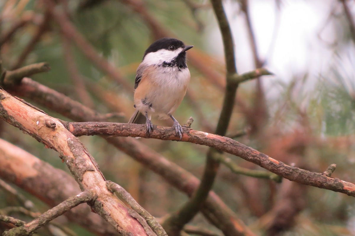 Black-capped Chickadee - Gordon Rydquist