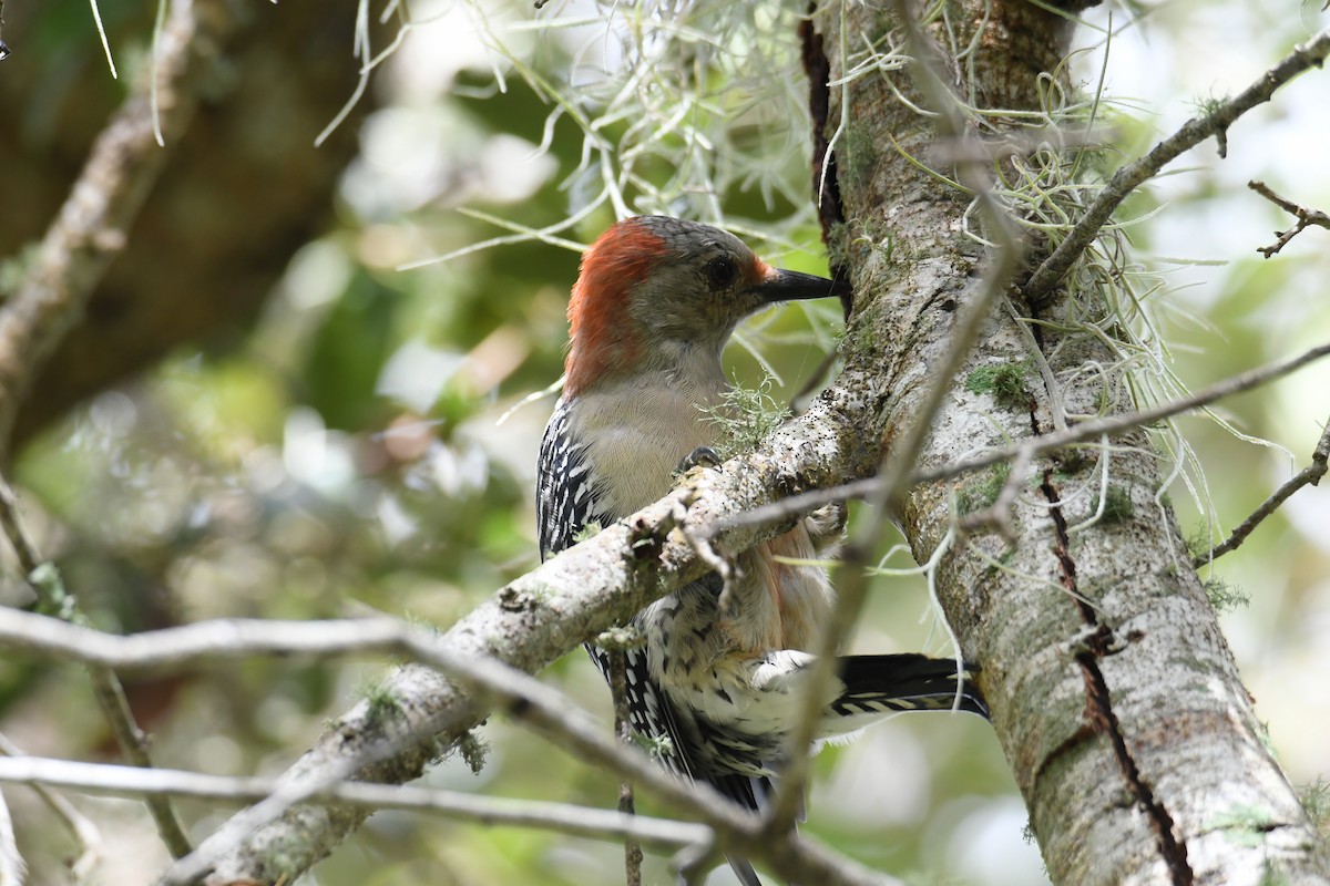 Red-bellied Woodpecker - Sherri Brown