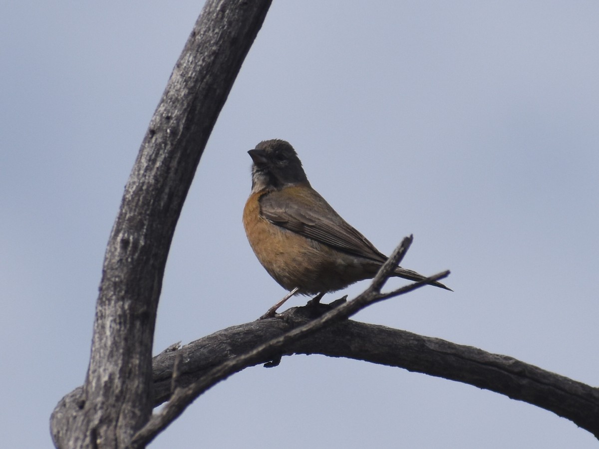 Gray-hooded Sierra Finch - ML609397626