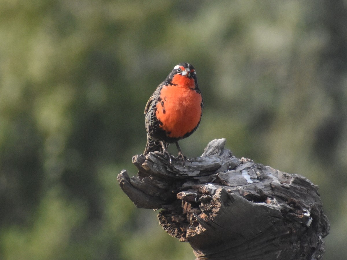 Long-tailed Meadowlark - ML609397634