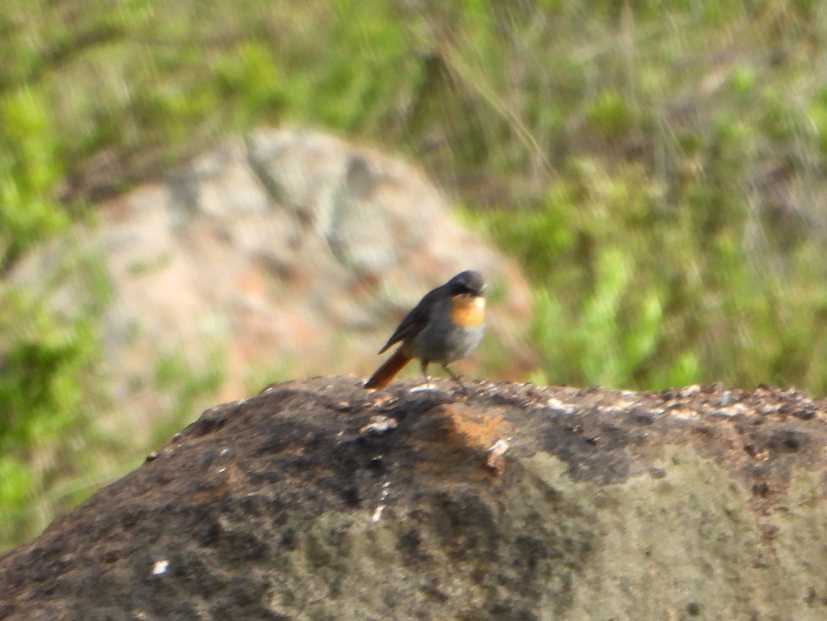 Cape Robin-Chat - ML609397641