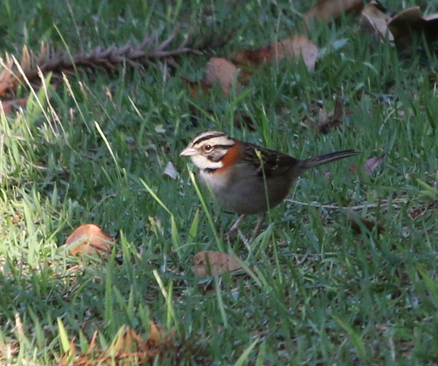 Rufous-collared Sparrow - Feliciano Lumini