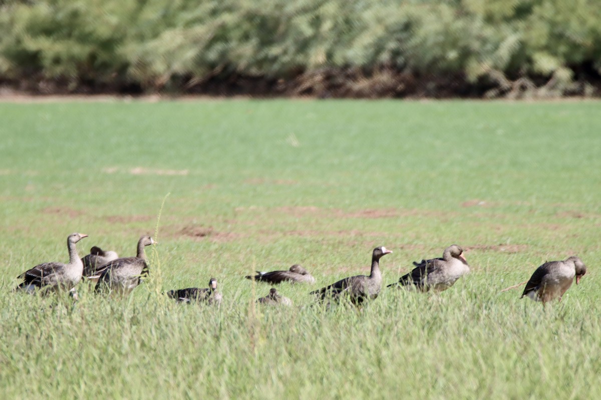 Greater White-fronted Goose - ML609397735