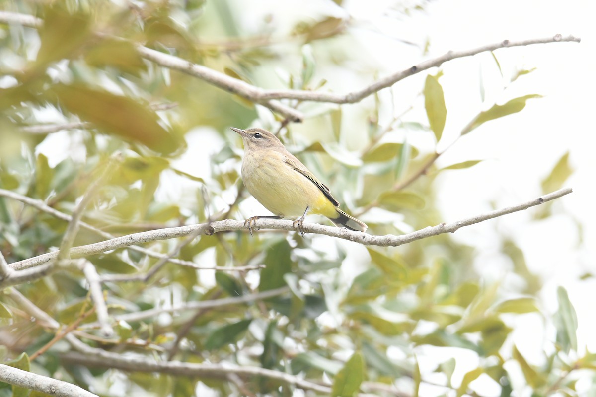 Palm Warbler - ML609397749