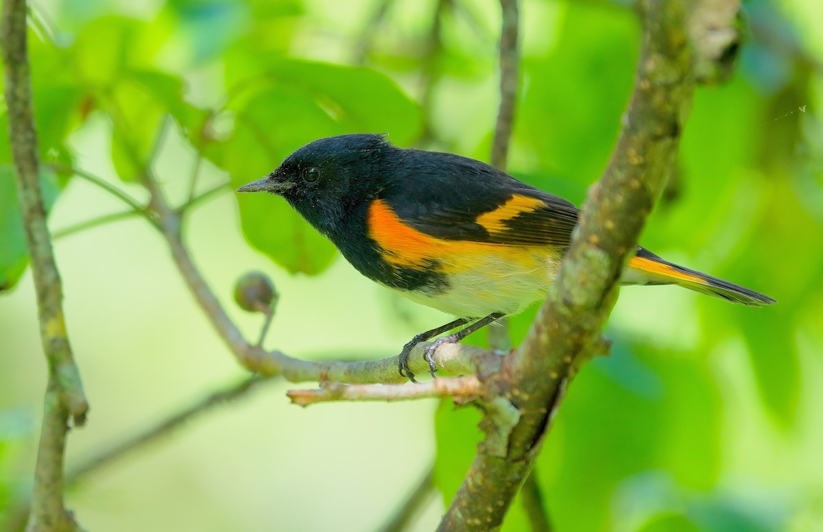 American Redstart - ML609397767