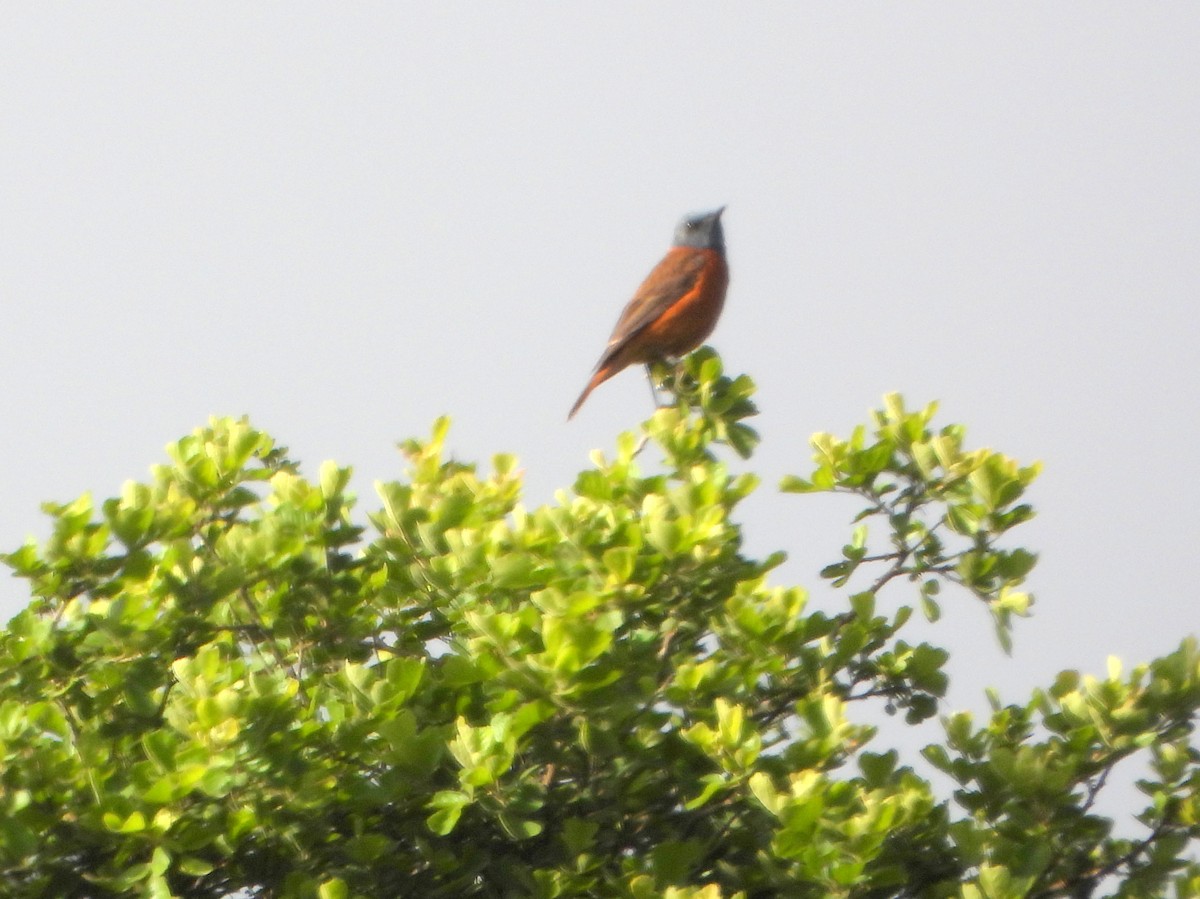 Cape Rock-Thrush - ML609397849