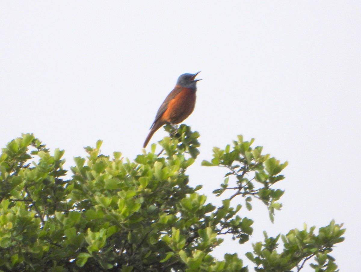 Cape Rock-Thrush - ML609397856