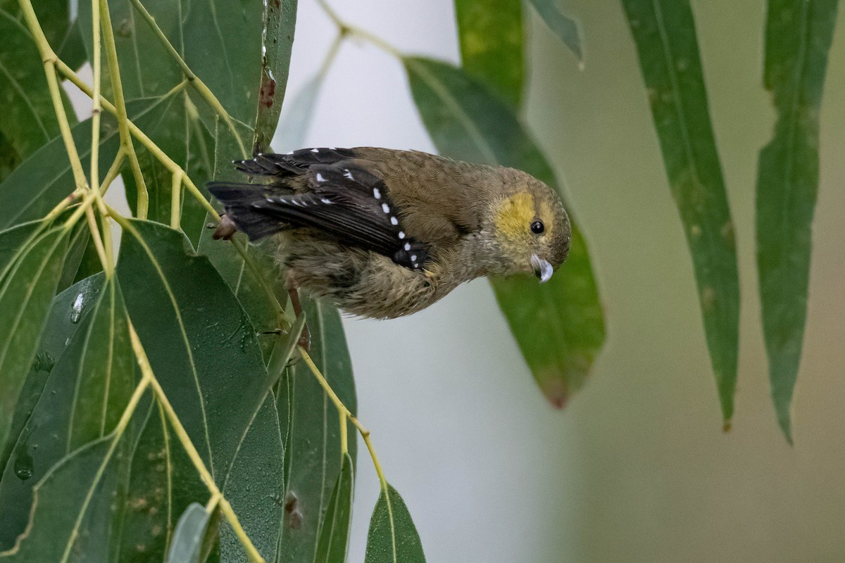 Forty-spotted Pardalote - Terence Alexander